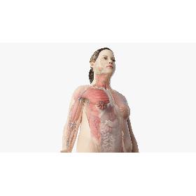 3D model Full Obese Female Anatomy